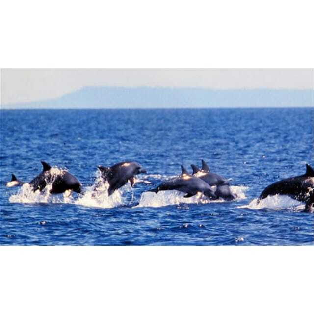 Panglao:Balicasag Island Tour with Turtle & Dolphin Watching - A Practical Look at the Experience