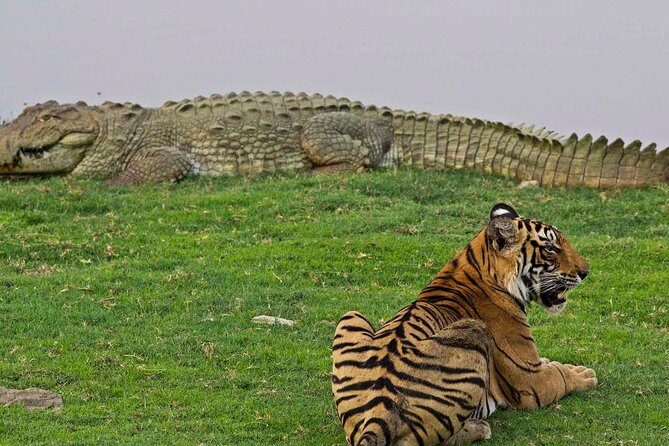 Panna Tiger Reserve Tour from Khajuraho - What to Expect on the Tour