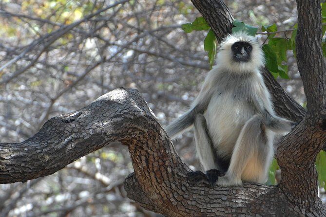 Panna Tiger Reserve Tour from Khajuraho - Pricing & Value
