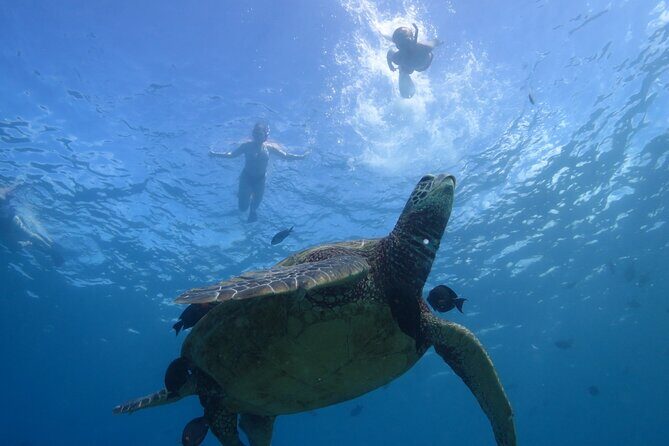 Paradise Honu Snorkeling Tour - Discovering the Snorkeling at Turtle Canyon