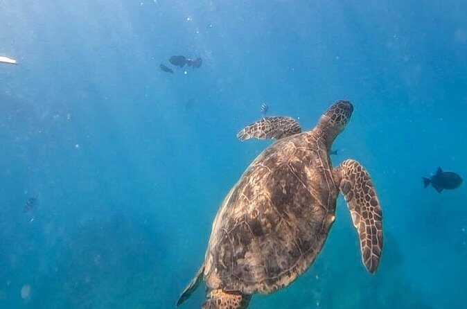 Paradise Honu Snorkeling Tour - Practical Considerations and Tips