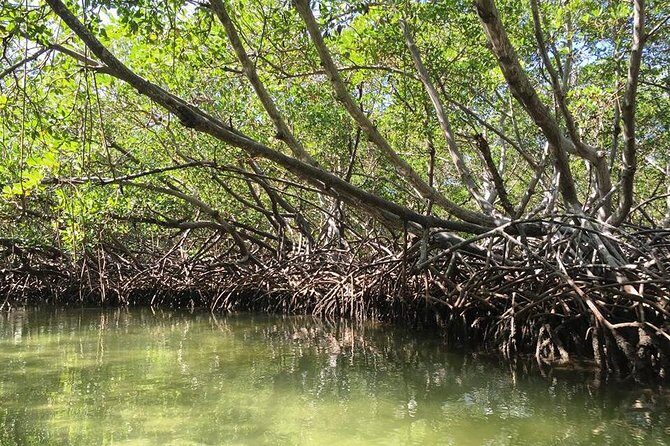Paradise Island & Mangroves Tour - FAQ
