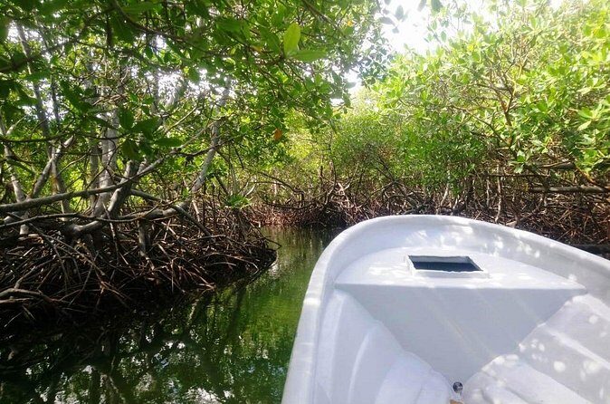 Paradise Island & Mangroves Tour - Final Thoughts