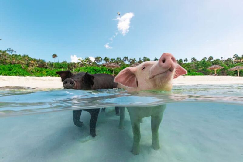 Paradise Island: Rose Island Tour with Swimming Pigs & Lunch - Who Is This Tour Best For?
