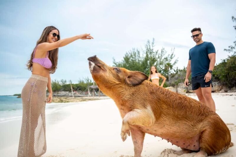 Paradise Island: Rose Island Tour with Swimming Pigs & Lunch - Frequently Asked Questions