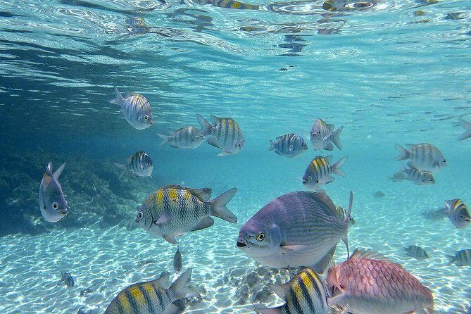 Paradise Taxi & Tours USVI-St Thomas- Airport Transfer Sapphire / Crystal Cove - An In-Depth Look at the Experience