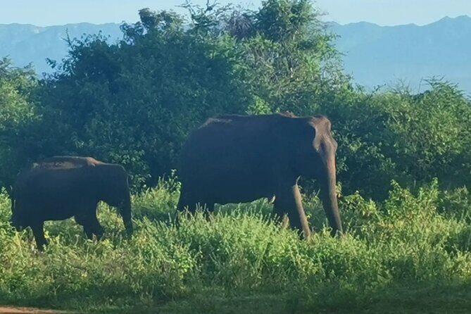 Paradise Udawalawe Safari Tours - The Sum Up: Why Choose This Safari?