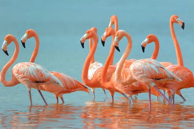 Paradisiacal tour: Las Coloradas Pink Lake and Rio Lagartos with Lunch included. - Final Thoughts
