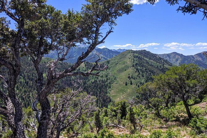 Park City Hiking Activity with Local Guide - An In-Depth Look at the Park City Hiking Tour