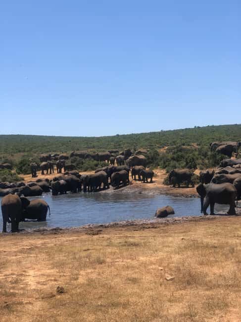 Park View Safari: Addo Elephant National Park Full-Day Tour - Key Points