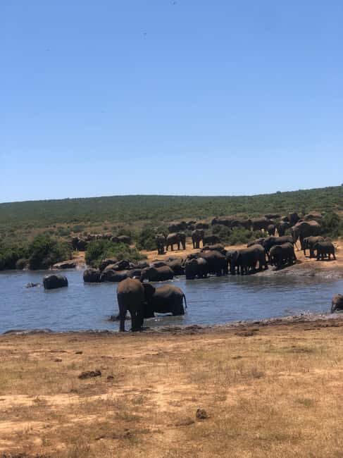 Park View Safari: Addo Elephant National Park Full-Day Tour - The Itinerary: What to Expect on Your Day in Addo