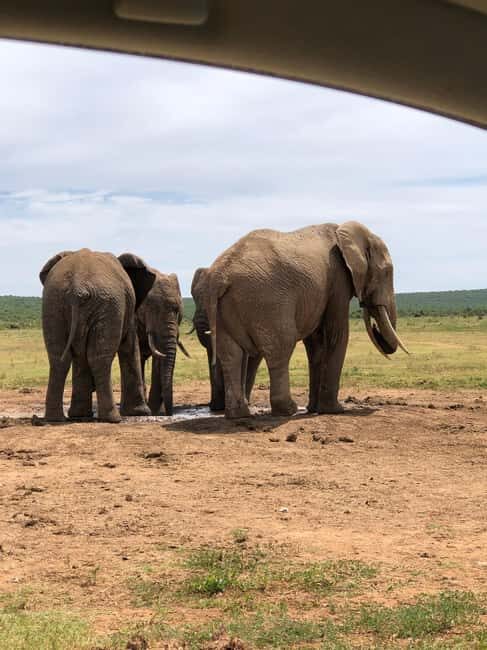 Park View Safari: Addo Elephant National Park Full-Day Tour - Transportation and Group Size