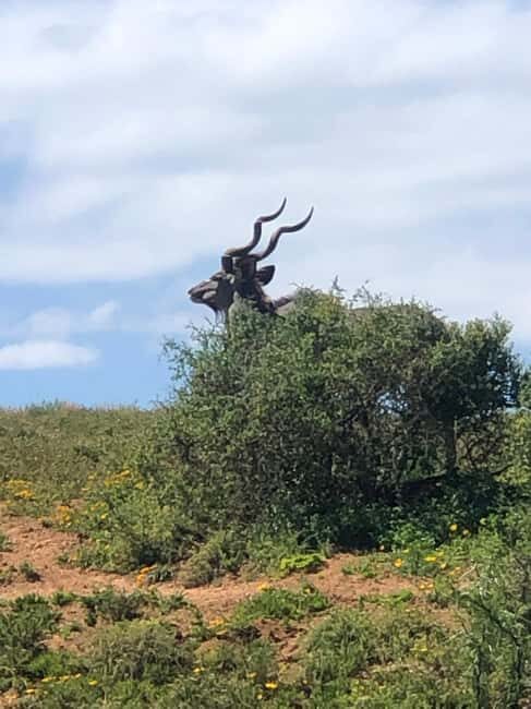Park View Safari: Addo Elephant National Park Full-Day Tour - Practical Tips for Your Safari