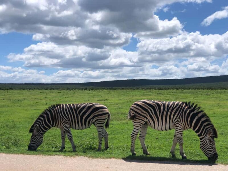 Park View Safari: Addo Elephant National Park Full-Day Tour - Who Should Consider This Tour?