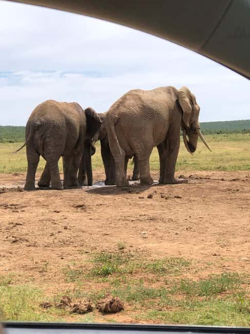 Park View Safari: Addo Elephant National Park Full-Day Tour - The Sum Up