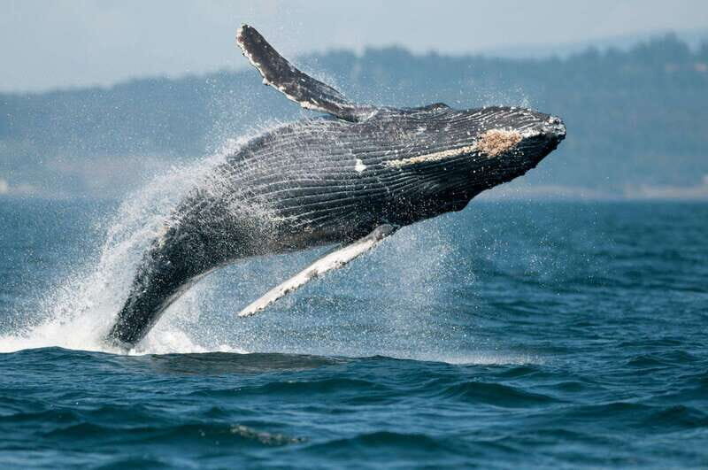 Parksville: Half-Day Whale and Wildlife Adventure - Key Points