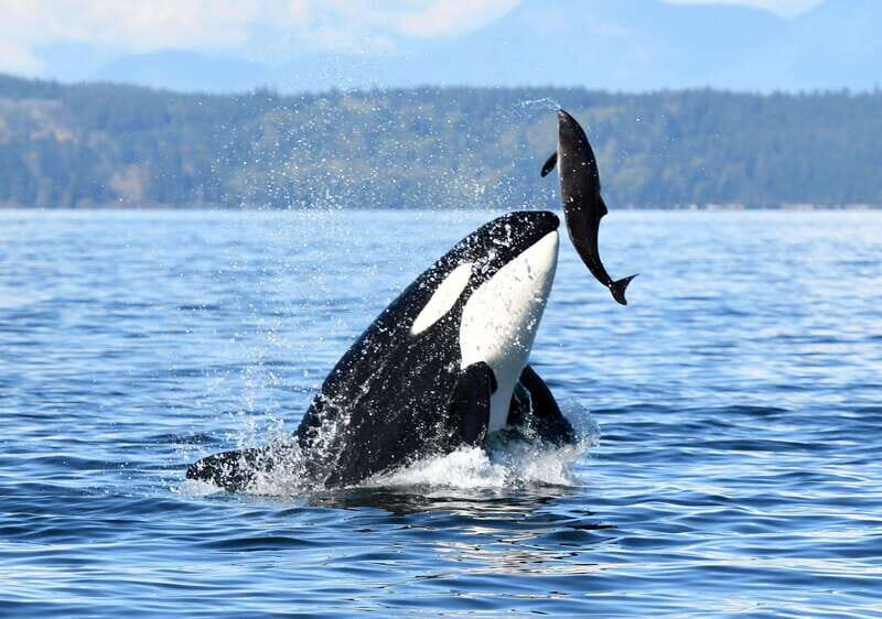 Parksville: Half-Day Whale and Wildlife Adventure - What Makes This Tour Stand Out