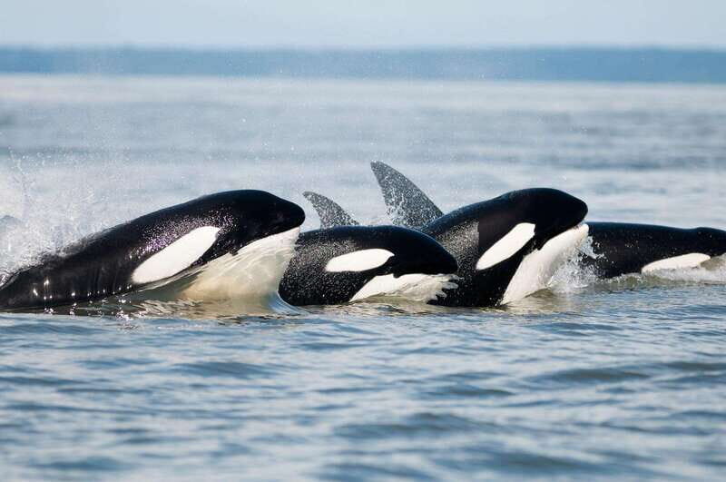 Parksville: Half-Day Whale and Wildlife Adventure - Why This Tour Is Worth the Price