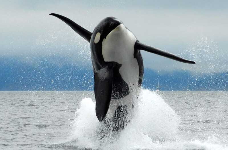 Parksville: Half-Day Whale and Wildlife Adventure - The Experience from a Travelers Perspective