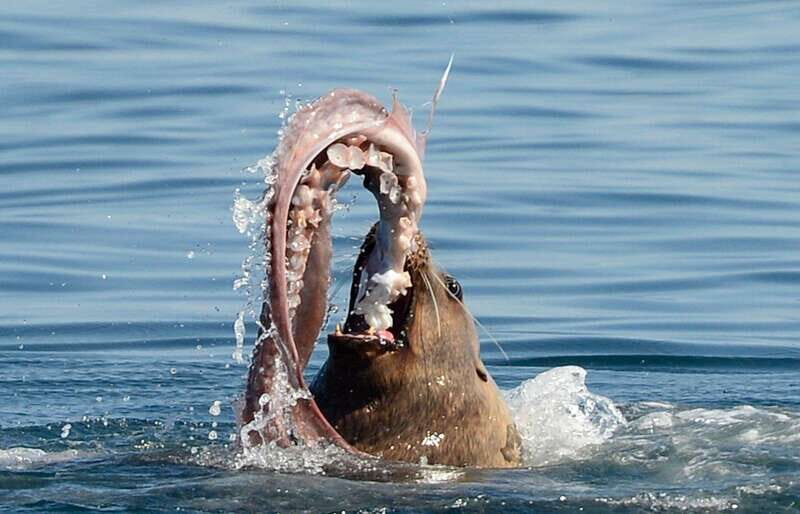 Parksville: Half-Day Whale and Wildlife Adventure - FAQ