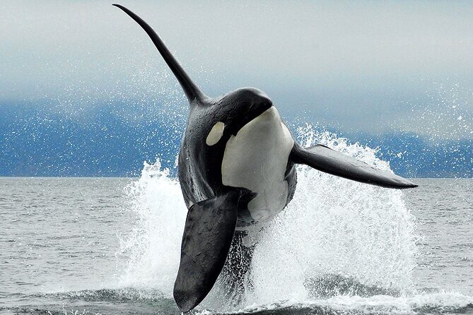 Parksville Half Day Whale and Wildlife Adventure - Key Points