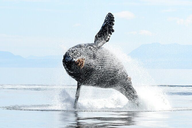 Parksville Half Day Whale and Wildlife Adventure - What to Expect from the Salish Sea Adventure