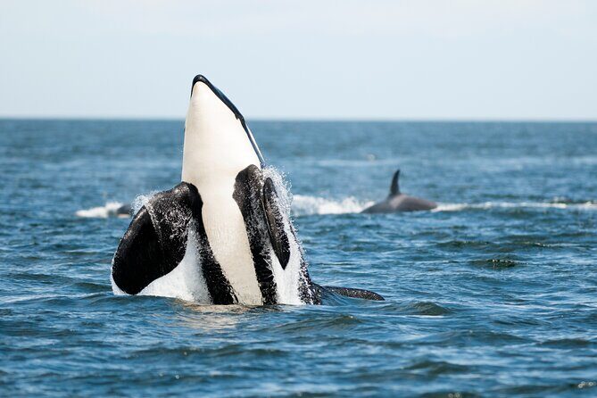 Parksville Half Day Whale and Wildlife Adventure - FAQ