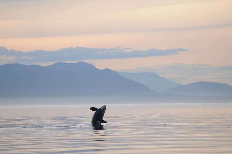 Parksville: Sunset Whale and Wildlife Adventure - A Detailed Look at the Experience
