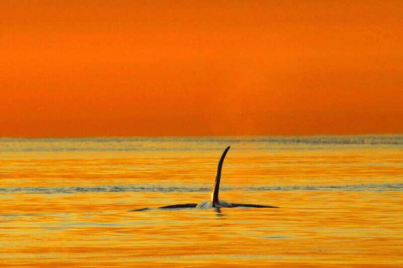 Parksville: Sunset Whale and Wildlife Adventure - The Sum Up: Is it Worth It?