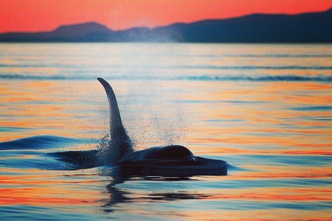 Parksville Sunset Whale and Wildlife Adventure - Key Points