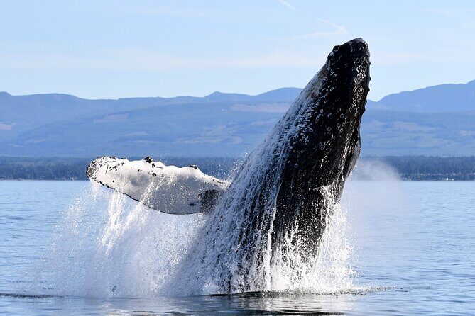 Parksville Sunset Whale and Wildlife Adventure - Setting the Scene: What to Expect