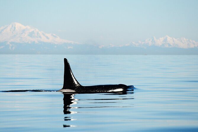 Parksville Sunset Whale and Wildlife Adventure - Authentic Experiences and Authentic Guides