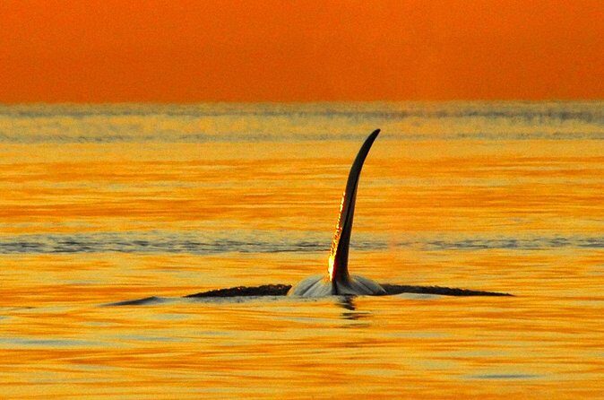 Parksville Sunset Whale and Wildlife Adventure - Practical Tips for Your Trip