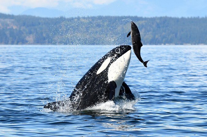 Parksville Sunset Whale and Wildlife Adventure - Who Will Love This Tour?