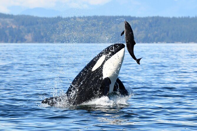 Parksville Sunset Whale and Wildlife Adventure - Final Thoughts