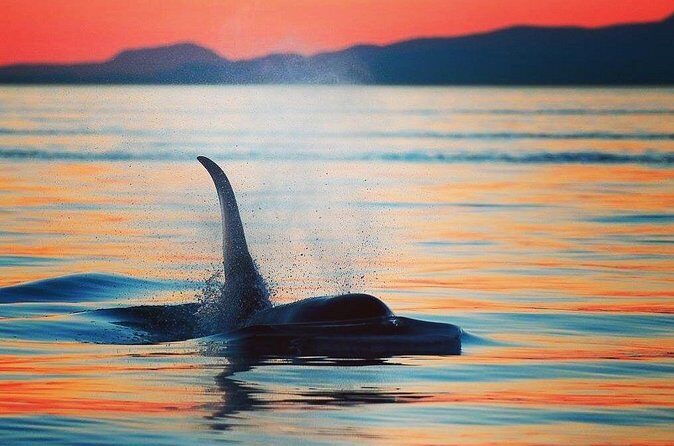 Parksville Sunset Whale and Wildlife Adventure - FAQ