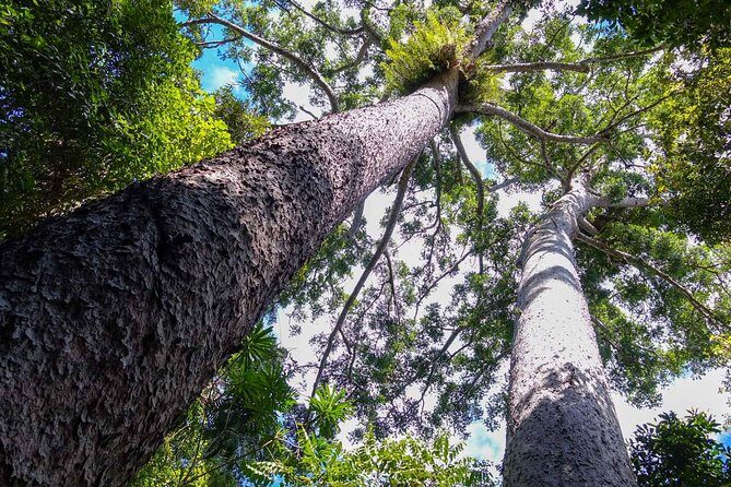 Paronella Park and Millaa Millaa Falls Full-day Tour from Cairns - The Itinerary in Detail