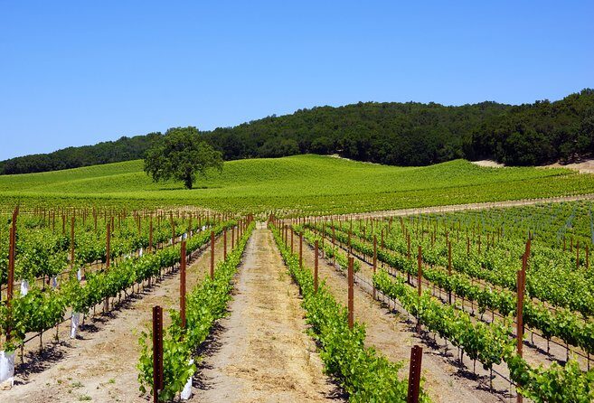 Paso Robles Wine Adventure with pickup from Cambria, CA - Final Thoughts