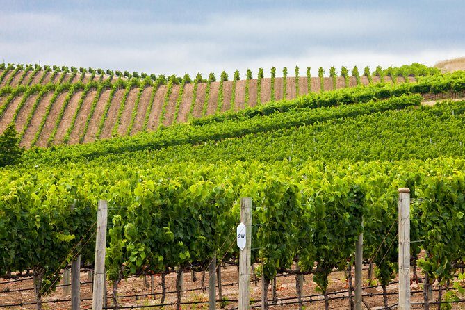 Paso Robles Wine Adventure with pickup from San Simeon, CA - Price and Value