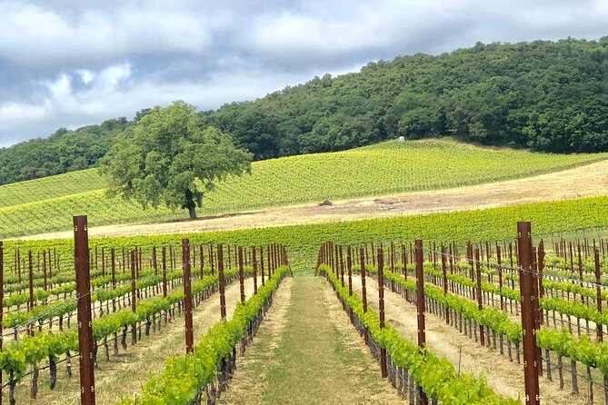 Paso Robles Wine Tour: We Drive Your Vehicle - Why the Reviews Speak Volumes