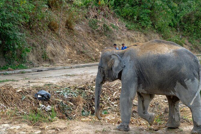 Patong Highlight Elephant Sanctuary with Guide Tour - Final Thoughts