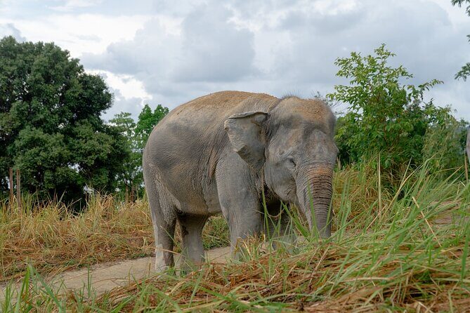 Patong Highlight Elephant Sanctuary with Guide Tour - FAQ