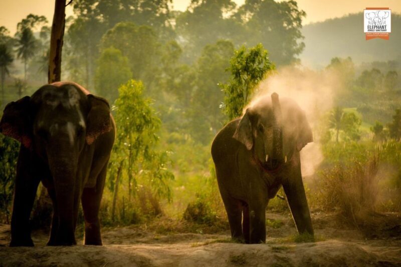 Pattaya: Elephant Jungle Sanctuary Feeding Experience - FAQ