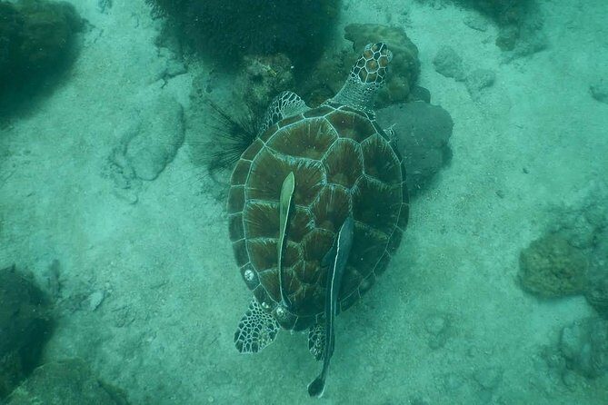 Pattaya PADI Scuba Diving Two Exciting Try Dives with PADI Instructor in Pattaya - What to Expect from the Pattaya PADI Try Dives