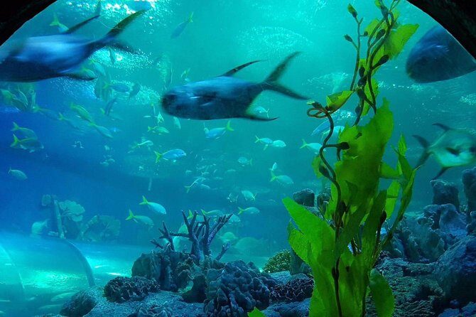 Pattaya Underwater World - Discover Ocean Treasures - The Sum Up