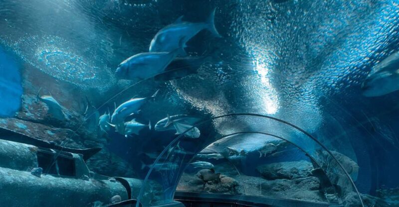 Pattaya: Underwater World Pattaya Aquarium Admission Ticket - Authentic Reflections from Visitors