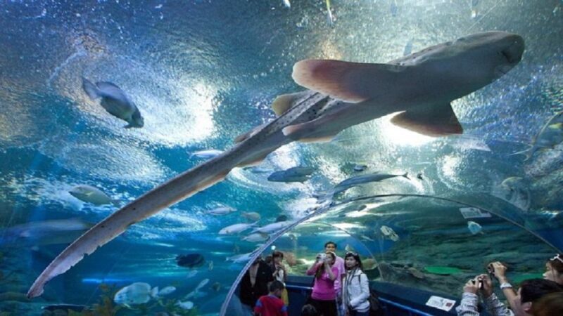 Pattaya: Underwater World Pattaya Aquarium Admission Ticket - Practical Tips for Visiting