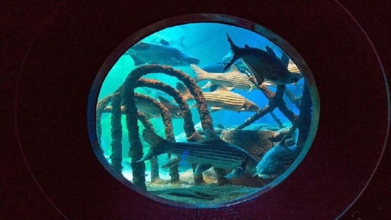 Pattaya: Underwater World Pattaya Aquarium Admission Ticket - The Sum Up