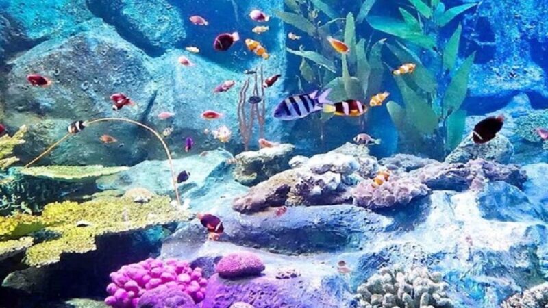 Pattaya: Underwater World Pattaya Aquarium Admission Ticket - FAQ