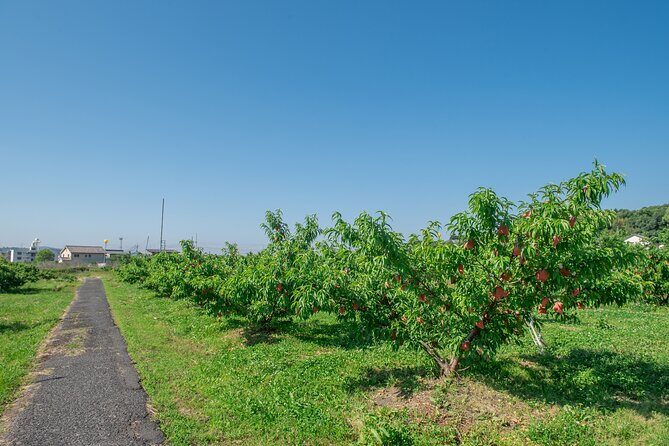 Peach Farm Walk & Farming Experience with a Peach Drink - The Itinerary: What to Expect